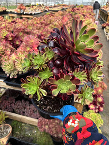 Aeonium Eucarie Extra Large Cluster (1) - April Farm/Rare Succulent
