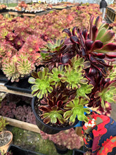 Load image into Gallery viewer, Aeonium Eucarie Extra Large Cluster (1) - April Farm/Rare Succulent
