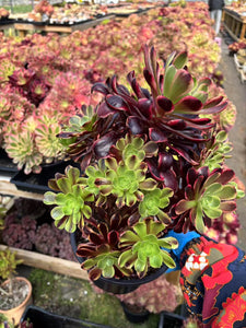 Aeonium Eucarie Extra Large Cluster (1) - April Farm/Rare Succulent