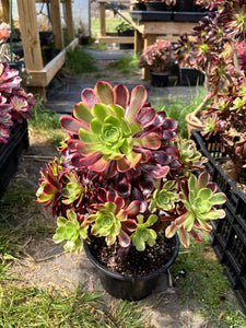 Aeonium Eucarie Extra Large Cluster (1) - April Farm/Rare Succulent