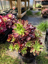 Load image into Gallery viewer, Aeonium Eucarie Extra Large Cluster (1) - April Farm/Rare Succulent

