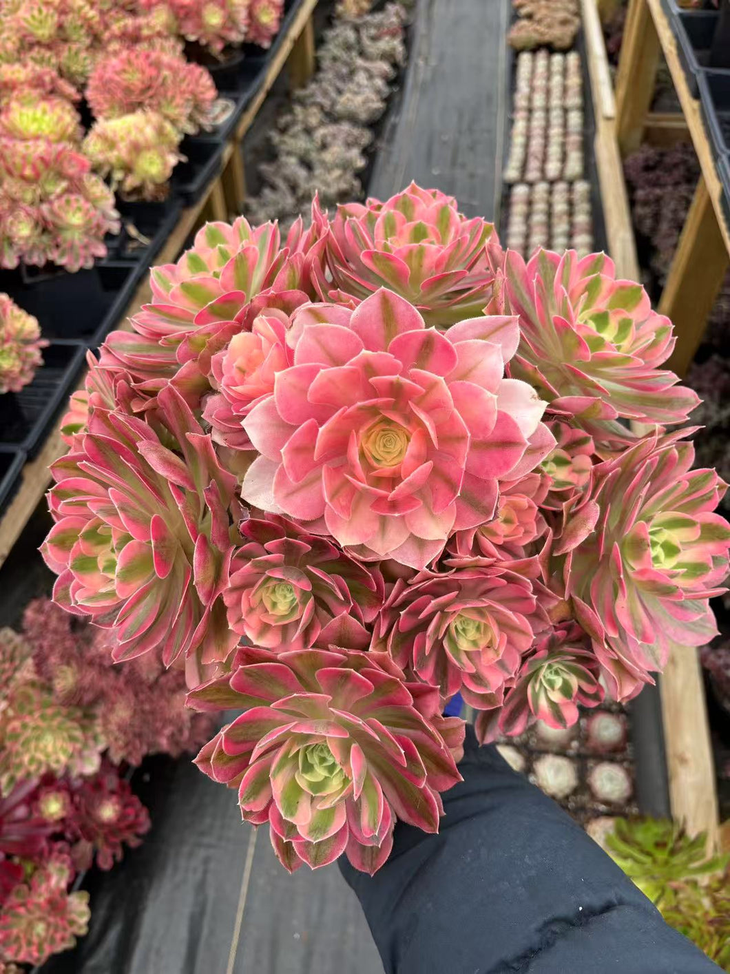 Aeonium Pink Witch Giant Cluster (5) - April Farm/Rare Succulents