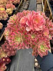 Aeonium Pink Witch Giant Cluster (5) - April Farm/Rare Succulents