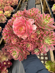 Aeonium Pink Witch Giant Cluster (5) - April Farm/Rare Succulents
