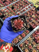 Load image into Gallery viewer, Sempervivum sp. (mini succulent single head) - April Farm/Rare Succulents
