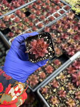 Load image into Gallery viewer, Sempervivum sp. (mini succulent single head) - April Farm/Rare Succulents

