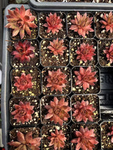 Load image into Gallery viewer, Sempervivum sp. (mini succulent single head) - April Farm/Rare Succulents
