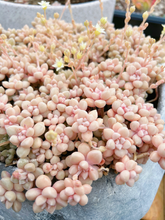 Load image into Gallery viewer, Graptopetalum Mendoza small cluster cutting (4-5 heads) - April Farm/Rare Succulents
