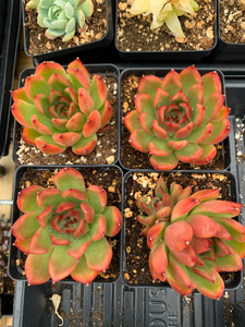 Echeveria agavoides Mousse Candy - April Farm/Rare Succulents