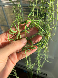 Senecio radicans (cutting) - April Farm/Rare Succulent