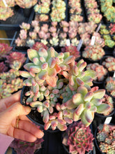 Load image into Gallery viewer, Pachyphytum garciae “apple cheese” - April Farm/Rare Succulents