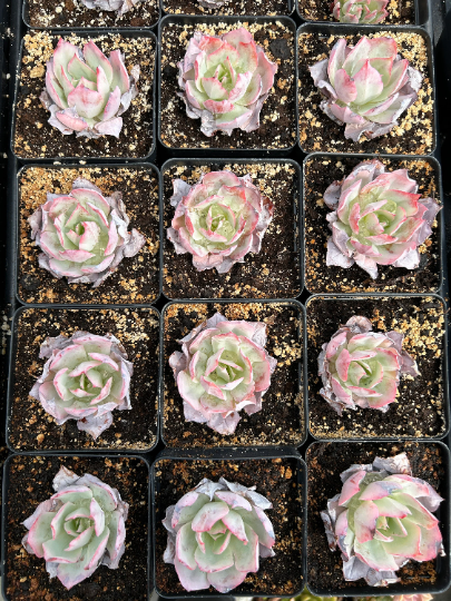 echeveria white rose succulent Echeveria White Rose (single head)
