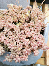 Load image into Gallery viewer, Graptopetalum Mendoza small cluster cutting (4-5 heads) - April Farm/Rare Succulents
