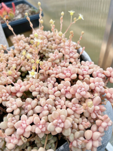 Load image into Gallery viewer, Graptopetalum Mendoza small cluster cutting - April Farm/Rare Succulents
