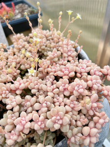 Graptopetalum Mendoza small cluster cutting - April Farm/Rare Succulents