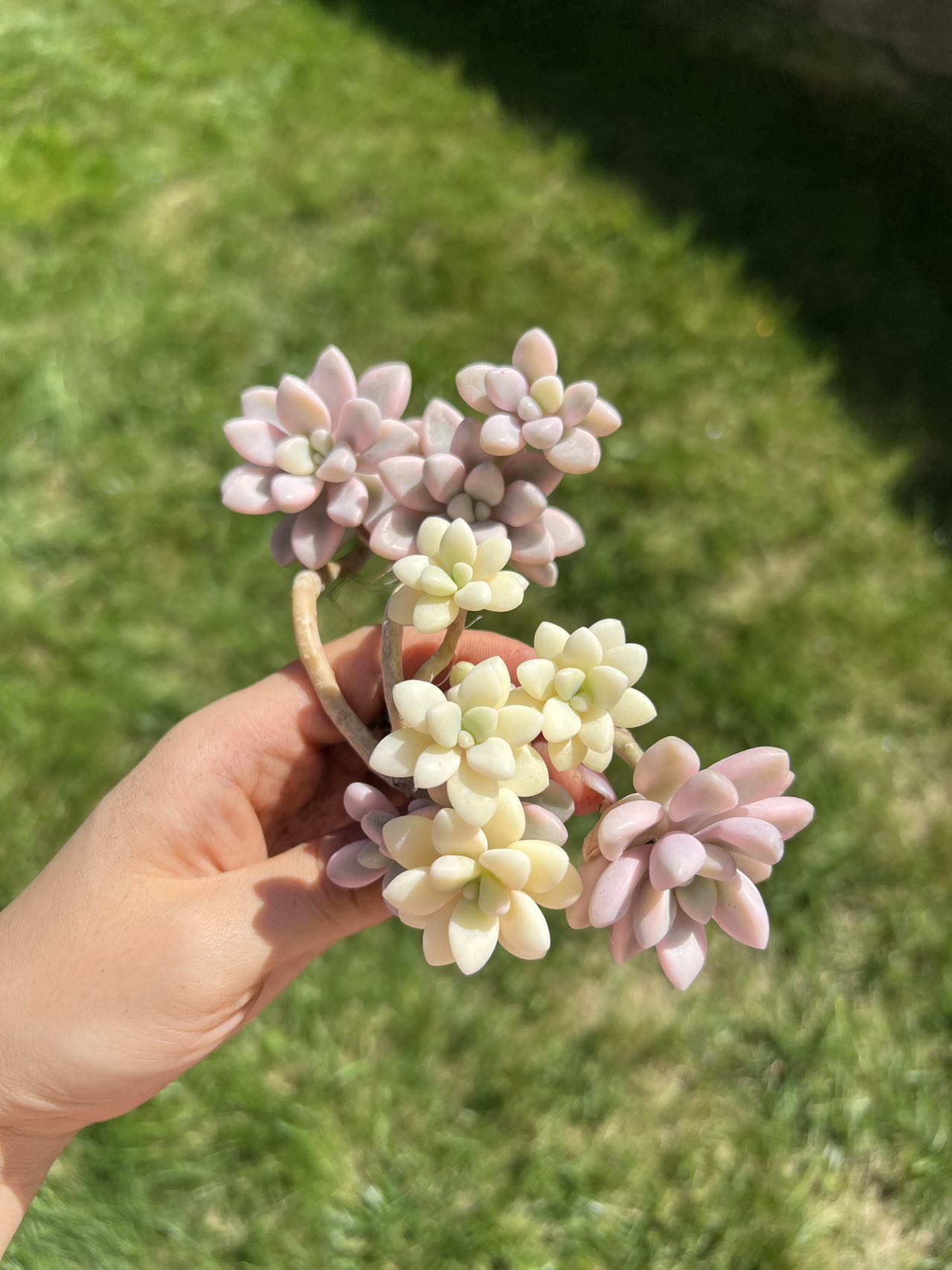 ellen succulent Graptopetalum Ellen Variegated cluster