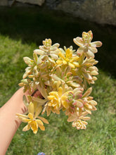 Load image into Gallery viewer, Echeveria variegated &#39;Mini Belle&#39; - April Farm/Rare Succulents