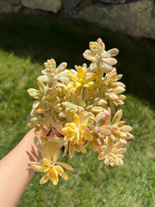 Echeveria variegated 'Mini Belle' - April Farm/Rare Succulents