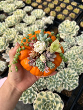 Load image into Gallery viewer, Rare Succulent - Succulents pumpkin