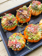 Load image into Gallery viewer, Rare Succulent - Succulents pumpkin