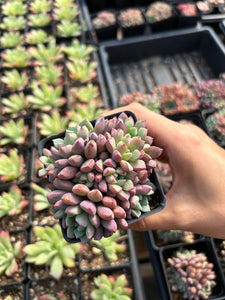 Echeveria Subcorymbosa 030 aka Blue Sapphire (mini succulent) - April Farm/Rare Succulents