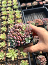 Load image into Gallery viewer, Echeveria Subcorymbosa 030 aka Blue Sapphire (mini succulent) - April Farm/Rare Succulents
