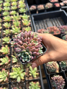 Echeveria Subcorymbosa 030 aka Blue Sapphire (mini succulent) - April Farm/Rare Succulents