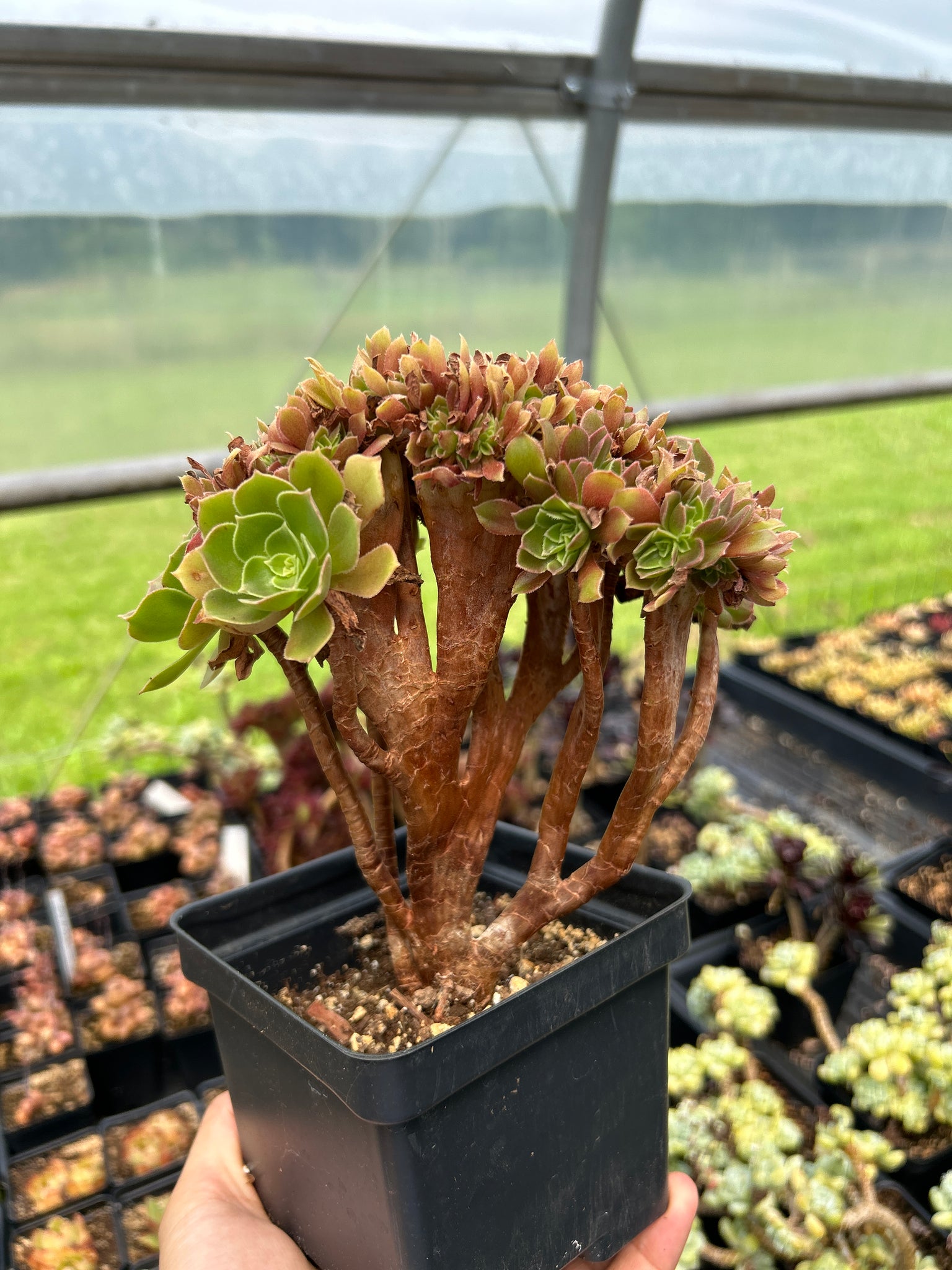 pflanzschale bonsai NEU ! B-Ware ! Schöne Schale ø 38 cm aus Steinzeug blaugrau glänzend g – La