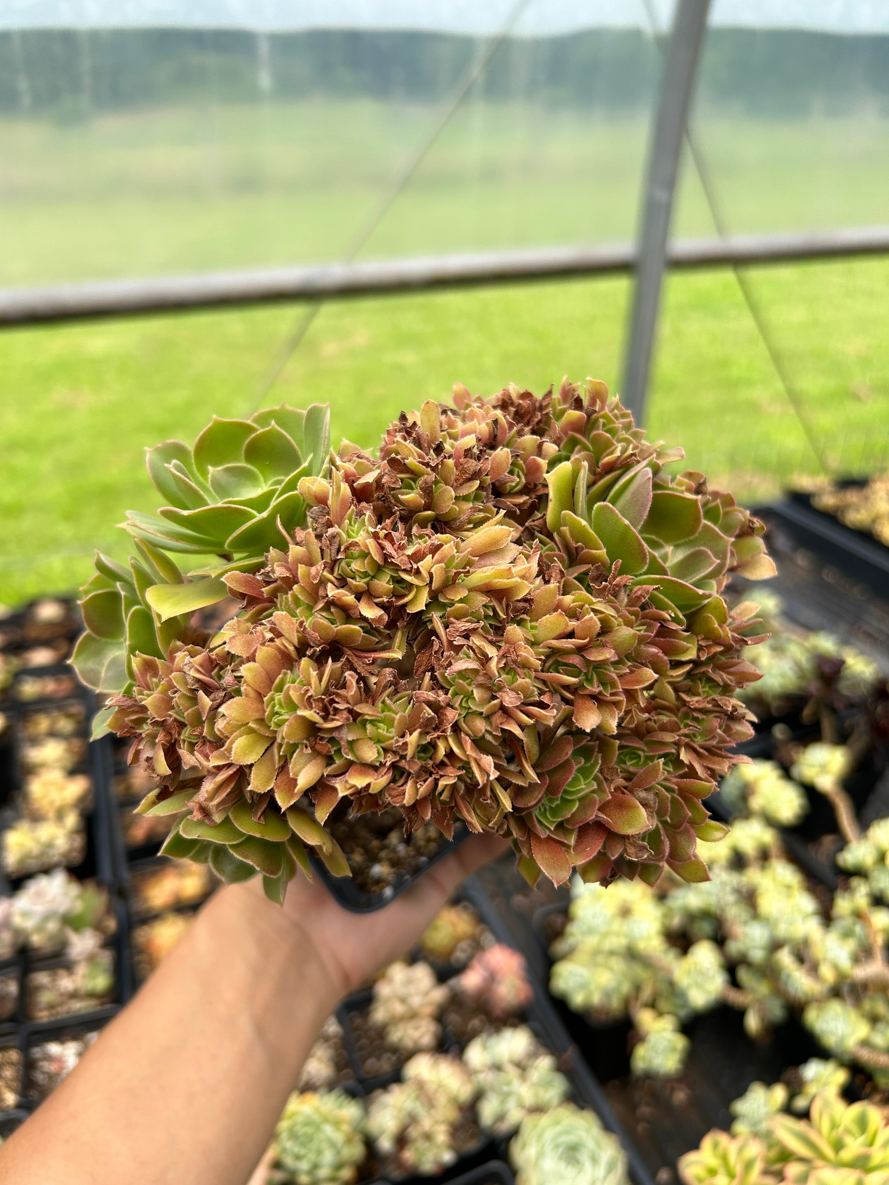 crested succulent for sale Aeonium crested sp