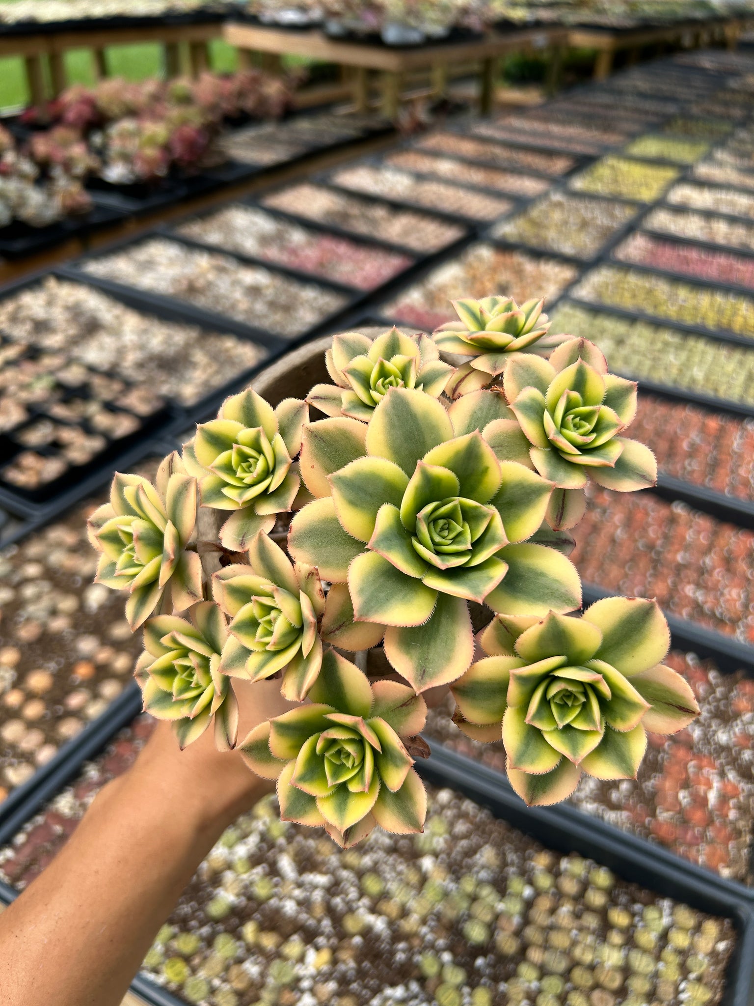 april farm succulents Aeonium Floresense