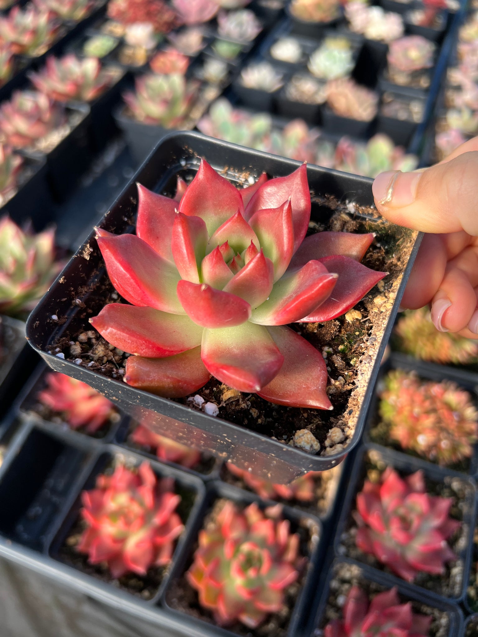 frank reinelt succulent Echeveria agavoides 'Frank Reinelt'