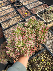 Aeonium Pink Witch Large Crested (5) - April Farm/Rare Succulent