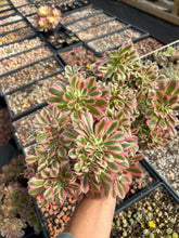 Load image into Gallery viewer, Aeonium Pink Witch Large Crested (5) - April Farm/Rare Succulent
