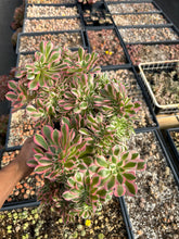 Load image into Gallery viewer, Aeonium Pink Witch Large Crested (5) - April Farm/Rare Succulent
