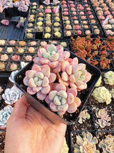 Load image into Gallery viewer, Echeveria Spot Deer Cluster - April Farm/Rare Succulent