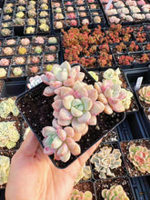 Load image into Gallery viewer, Echeveria Spot Deer Cluster - April Farm/Rare Succulent