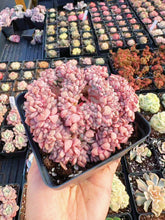 Load image into Gallery viewer, Echeveria Crested Puffling - April Farm/Rare Succulent