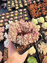 Load image into Gallery viewer, Echeveria Crested Puffling - April Farm/Rare Succulent