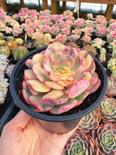 Load image into Gallery viewer, Echeveria Variegated Wisdom - April Farm/Rare Succulent