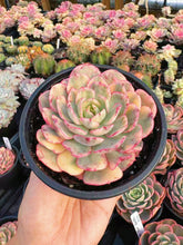 Load image into Gallery viewer, Echeveria Variegated Wisdom - April Farm/Rare Succulent