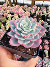 Load image into Gallery viewer, Echeveria Variegated Cream Peach - April Farm/Rare Succulent