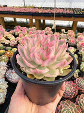 Load image into Gallery viewer, Echeveria Variegated Purple Butterfly - April Farm/Rare Succulent