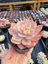 Load image into Gallery viewer, Echeveria Variegated Carmela - April Farm/Rare Succulent