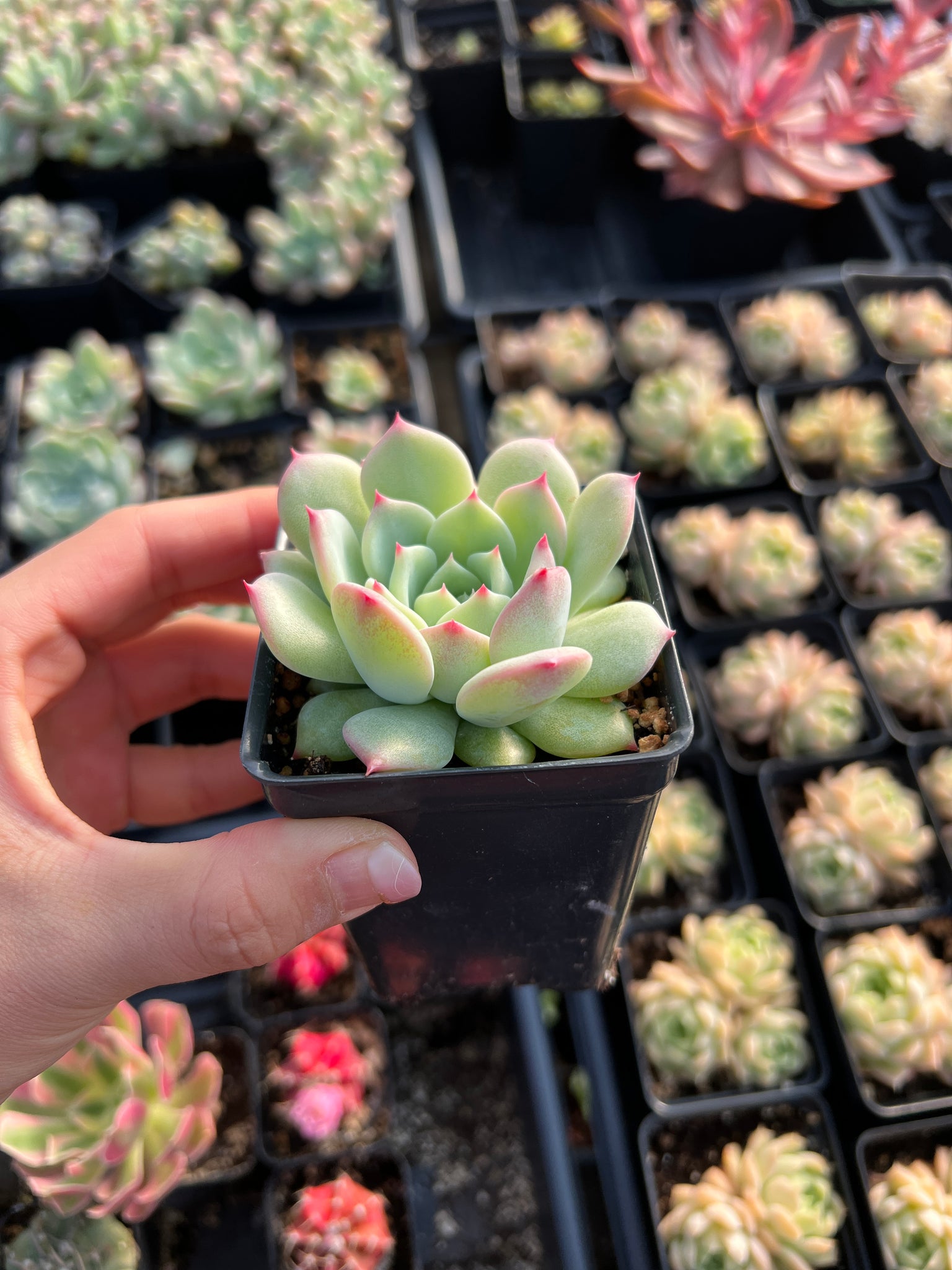 succulents maryo Echeveria 'AK Maria'