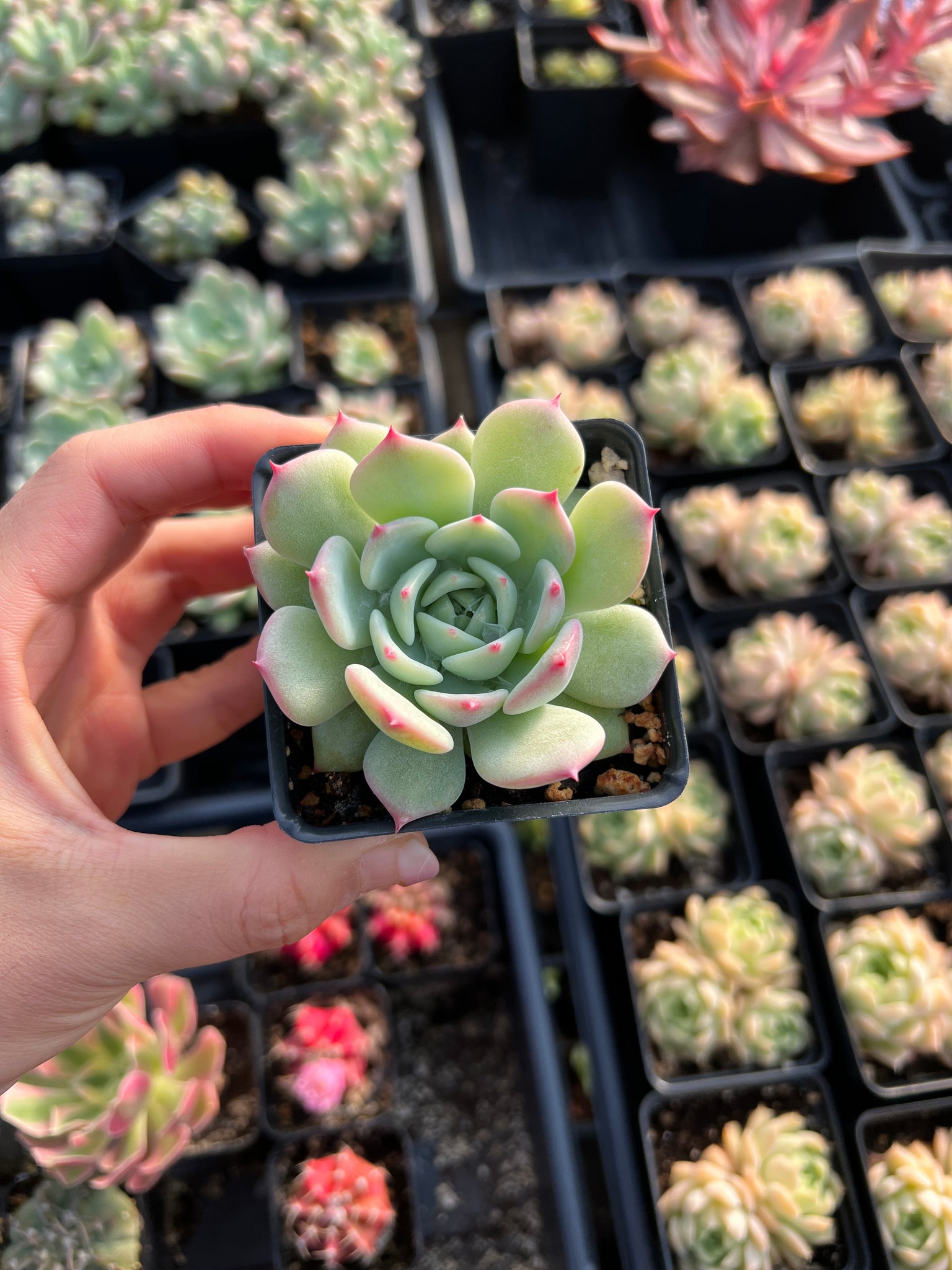 succulent plant for sale Echeveria 'AK Maria'