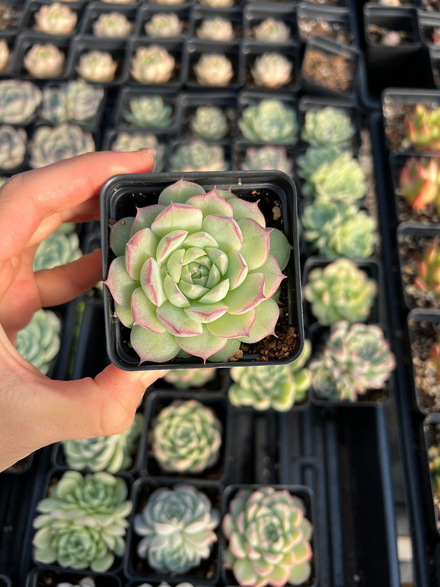 echevera succulents for sale online free shipping Echeveria Sideline Queen