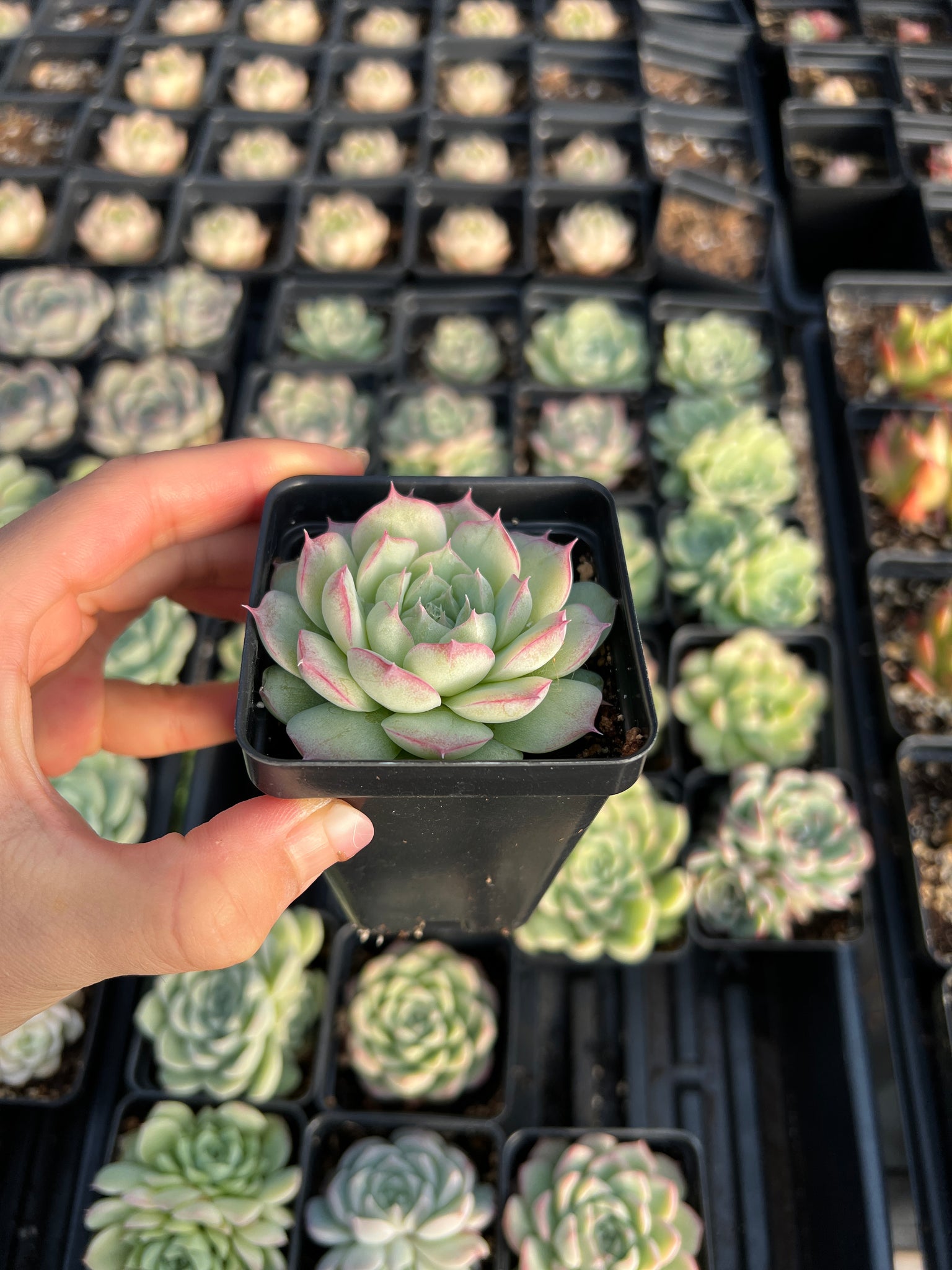 buy rare succulents online Echeveria Sideline Queen