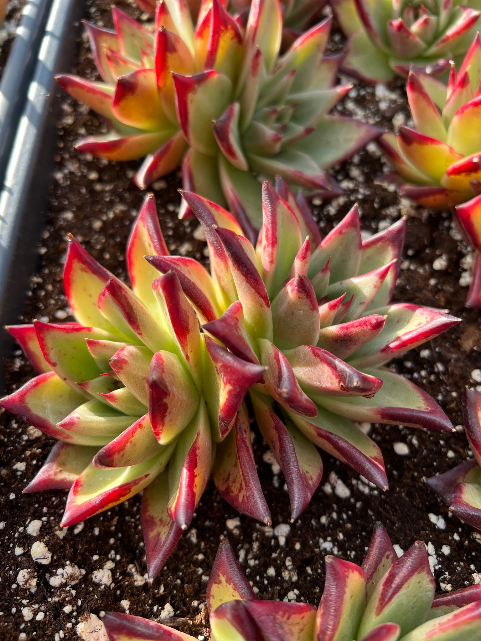 ebony succulent Echeveria Agavoides Ebony sp