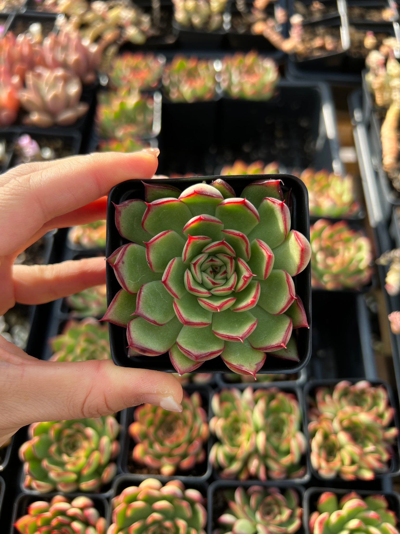 flyleaf succulents photos Echeveria Firefly (mini succulent)