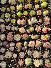 Load image into Gallery viewer, Echeveria Maigan hybrid (mini plant) - April Farm/Rare Succulents
